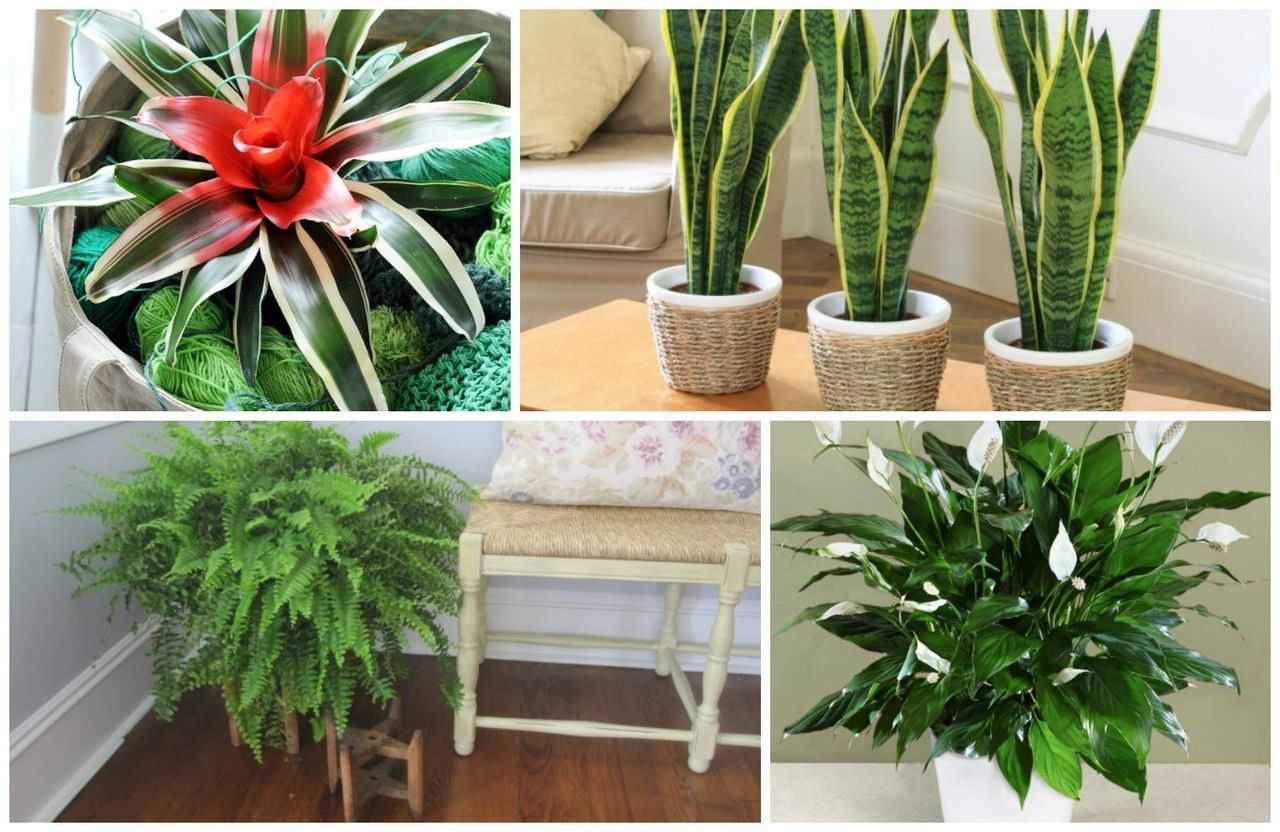 В домашних условиях можно нужно. Популярные комнатные растения. Комнатные растения для темных помещений. Неприхотливые комнатные цветы. Неприхотливые цветущие комнатные растения.